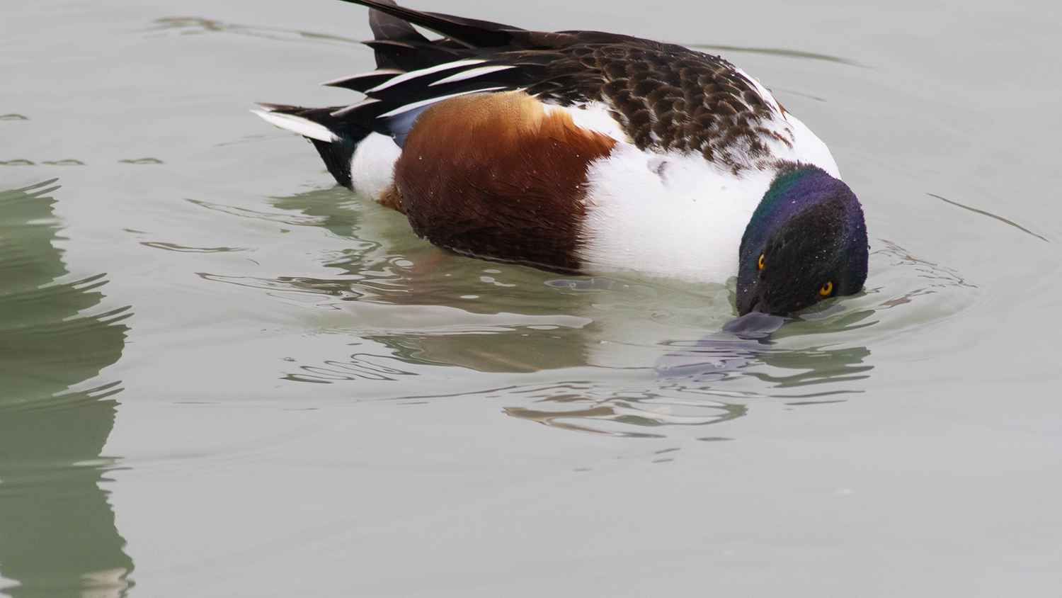 Northern Shoveler